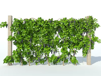 Lush Green Vine With Dense Foliage Growing On Wooden Support Structures 3d model