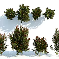 Various Garden Shrubs With Green And Red Foliage For Landscaping Design