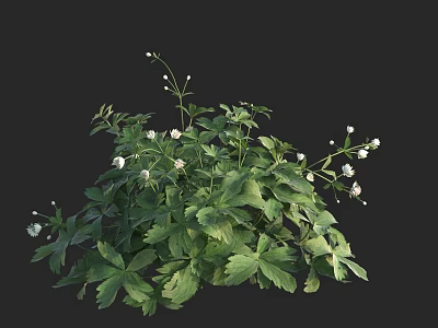 Lush Green Plant with Abundant Green Leaves and Small White Flowers 3d model