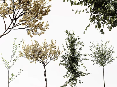 Bonsai Potted Plants With Golden Green Leaves Various Branch Shapes For Home Decor 3d model