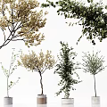 Bonsai Potted Plants With Golden Green Leaves Various Branch Shapes For Home Decor