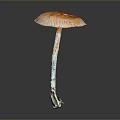 Fresh Edible Mushroom With Orange Cap And White Stem On Dark Surface