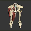 Detailed Human Anatomical Model Showing Skeleton Muscles Pelvic And Thigh Structures