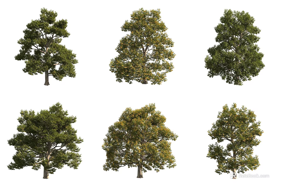 Various Arbor Trees With Different Green Foliage Shapes Isolated On White Background 3d model