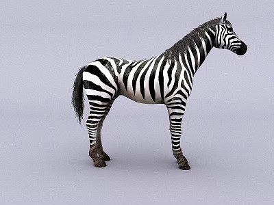Black And White Striped Zebra Standing On Gray Background In Studio 3d model