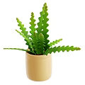 Green Plant with Wavy Leaves in Beige Pot for Home Decoration