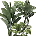 Large Leaf Indoor Potted Plants With Decorative Ceramic Pots For Home Interior Design