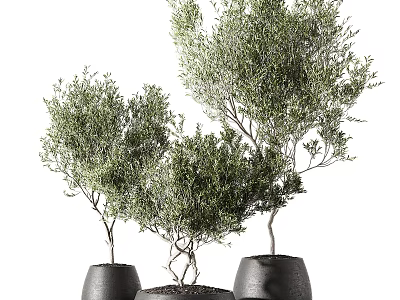Elegant Bonsai Potted Plants With Lush Green Foliage In Black Ceramic Pots 3d model
