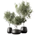 Elegant Bonsai Potted Plants With Lush Green Foliage In Black Ceramic Pots