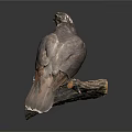 Brown and White Hawk Perched on Wooden Branch with Alert Stance Dark Background