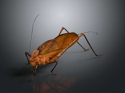 Brown Insect With Long Antennae Extended Legs And Detailed Wings On Dark Background With Reflection 3d model