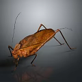 Brown Insect With Long Antennae Extended Legs And Detailed Wings On Dark Background With Reflection