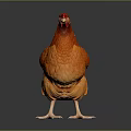 Vibrant Orange Chicken Standing With Bright Feathers On Dark Background