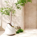 Bonsai Plant In Modern Indoor Space With Natural Light Concrete Pot And Stone Wall Design