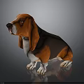 Basset Hound Dog With Orange Brown And Black Coat Sitting On Dark Background