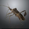 Brown Insect With Unique Body Structure Long Antennae And Six Legs On Dark Background