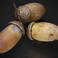 Organic Acorns as Healthy Nutritious Food with Fresh Brown Yellow Texture and Stems