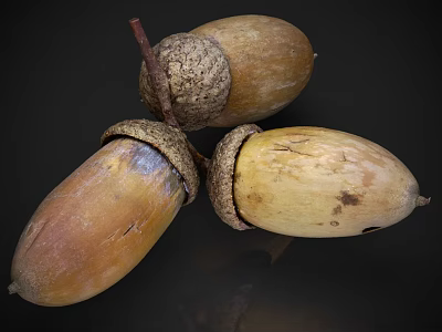 Organic Acorns as Healthy Nutritious Food with Fresh Brown Yellow Texture and Stems 3d model