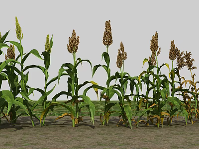 Corn Plants With Green Leaves Brown Ears And Some Yellowing Foliage In Field 3d model