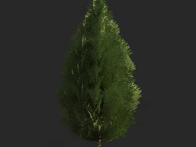 Evergreen Arbor With Dense Green Foliage In Natural Landscape Setting 3d model