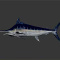 Blue And Silver Swordfish With Long Bill Sleek Body And Reflection On Dark Background