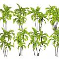 Tall Green Palm Trees With Lush Foliage For Garden Landscape Design