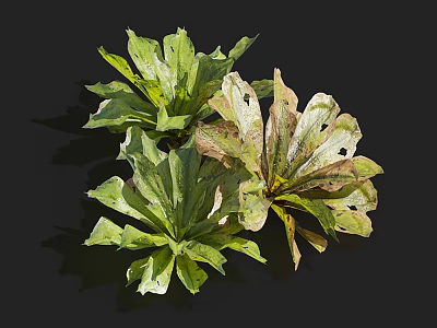 Fresh Plant Leaves With Green And Brown Spots On Black Background 3d model
