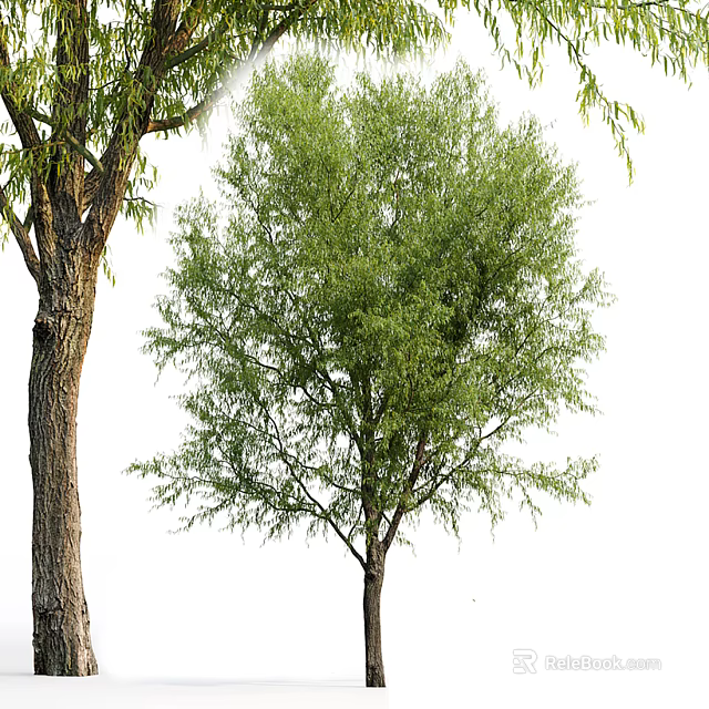 Lush Green Arbor With Thick Trunk And Dense Foliage Showing Natural Growth 3d model 