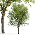 Modern Trees Landscape Trees 3d model