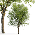 Modern Tree Trees Landscape Trees 3d model