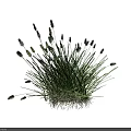 Two Clumps of Green Herbaceous Plants With Black Spiky Seed Heads on White