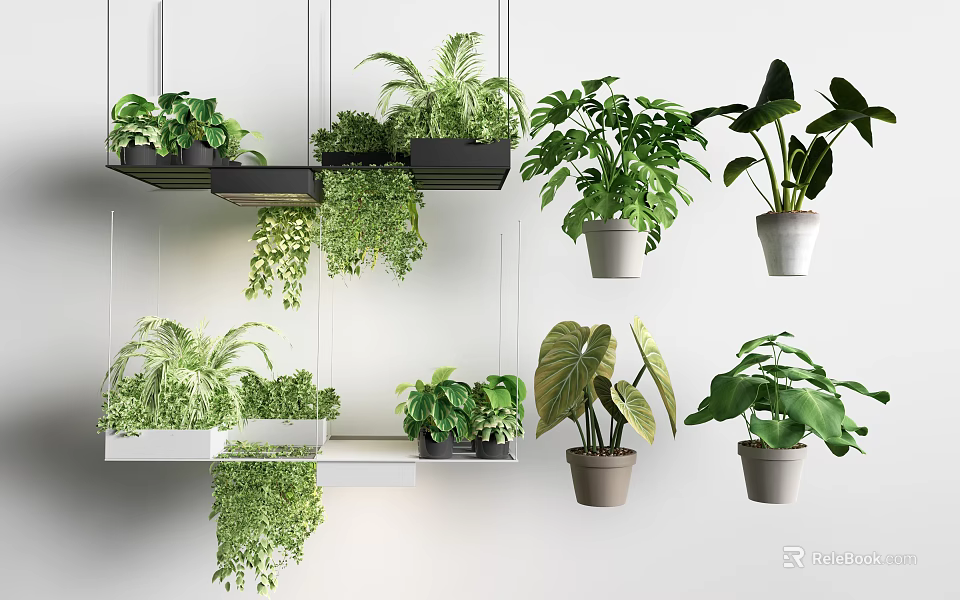 Various Indoor Plants Hanging And On Shelves With Lush Green Leaves 3d model 