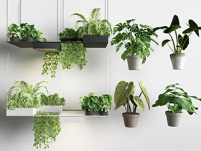 Various Indoor Plants Hanging And On Shelves With Lush Green Leaves 3d model