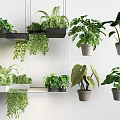 Various Indoor Plants Hanging And On Shelves With Lush Green Leaves