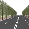 Lined Street Trees As Plant Combination With Green Foliage Along Urban Road In Sunlight