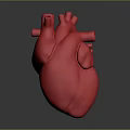 Red Human Heart Model Representing Chest Organ on Gray Background with Reflection 3d model