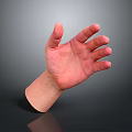 Realistic Anatomical Human Hand With Open Palm Fingers And Visible Hair Strands