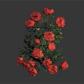 Fresh Red Peonies Bouquet In Clear Glass Vase Against Grey Background