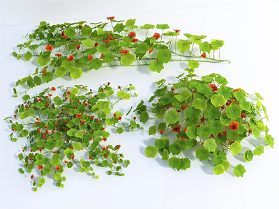 Lush Green Vine Plants With Small Red Flowers And Dense Foliage For Natural Decoration 3d model