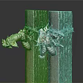 Close Up View Of Cicada Exuvia Hanging On Weathered Wooden Planks
