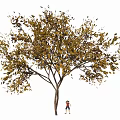Tall Arbor With Green And Yellow Leaves And Child Standing Below