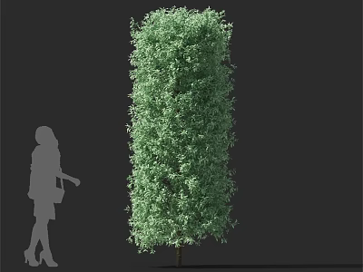 Tall Green Tree With Lush Foliage And Female Silhouette On Black Background 3d model
