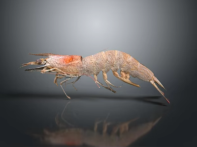 Detailed 3D Rendered Aquatic Animal Shrimp With Reddish Brown Color Long Antennae On Gray Background 3d model