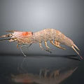 Detailed 3D Rendered Aquatic Animal Shrimp With Reddish Brown Color Long Antennae On Gray Background