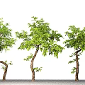 Modern landscape tree landscaping oblique floating oblique branch tree courtyard tree 3d model