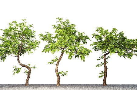 Modern landscape tree landscaping oblique floating oblique branch tree courtyard tree 3d model