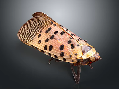 Spotted Insect with Brown Spotted Wings and Yellow Body on Dark Background 3d model
