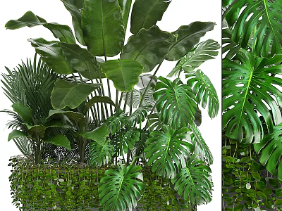 Lush Green Bonsai Potted Plants With Large Monstera Leaves And Palm Foliage 3d model