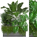 Lush Green Bonsai Potted Plants With Large Monstera Leaves And Palm Foliage