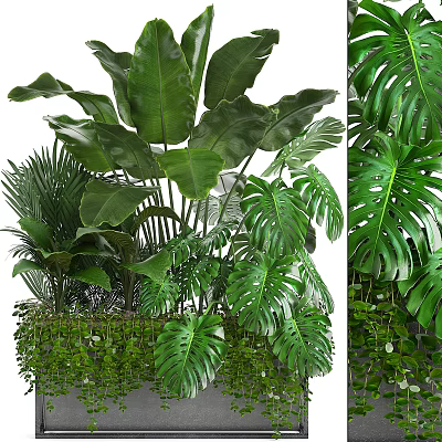 Lush Green Bonsai Potted Plants With Large Monstera Leaves And Palm Foliage 3d model